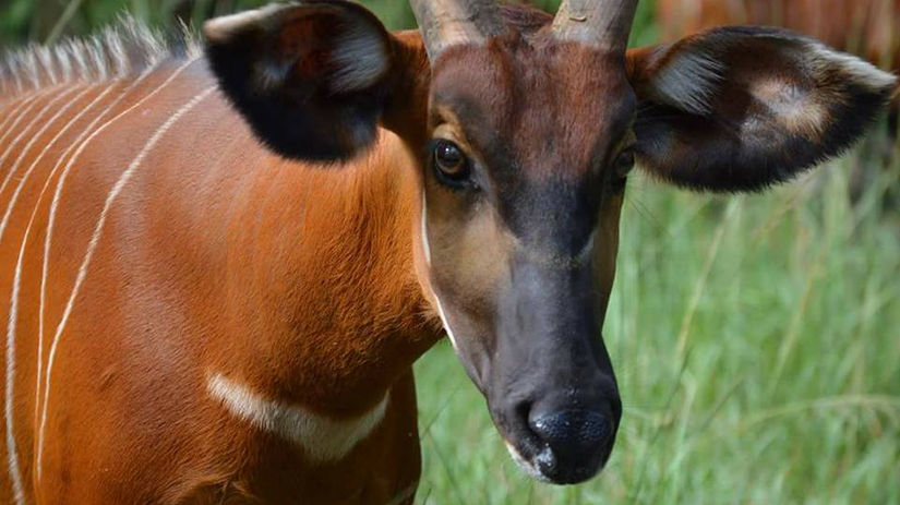 RSCF - Bongo Repatriation Program - Ranching